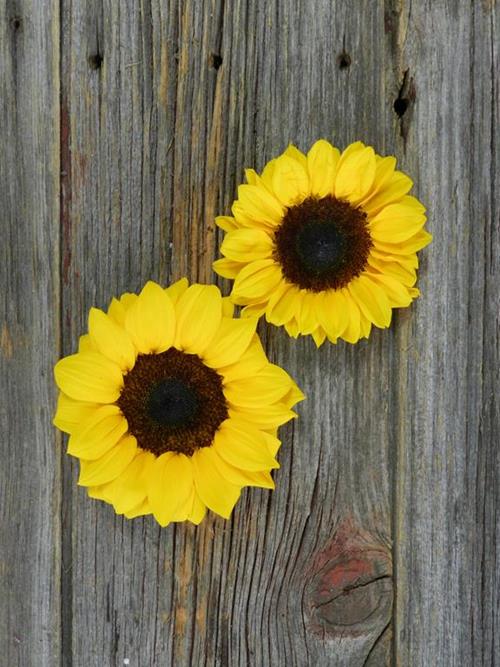 30 Medium & 30 Petite Yellow Sunflowers